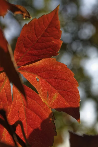 Autumn tree leaves — Stock Photo, Image