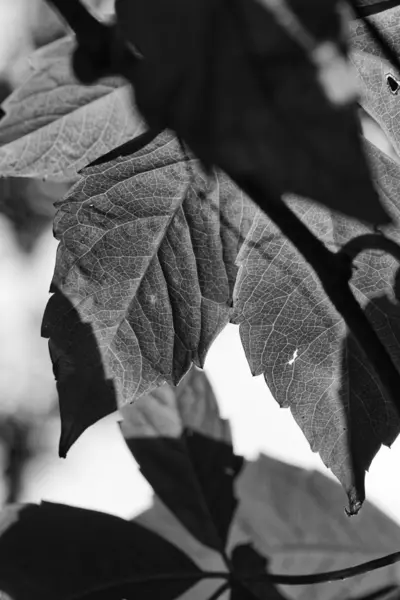 Folhas de árvores de outono — Fotografia de Stock