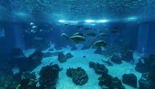 Portugal, lisbon, lisbon oceanarium (ocean rio de lisboa), tropische fische — Stockfoto