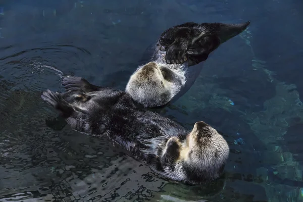 Portugal, Lissabon, Oceanário de Lisboa (Oceaan rio de lisboa), zeeotters — Stockfoto