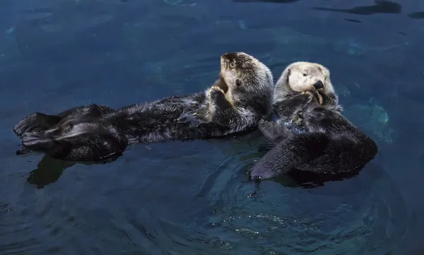 Portekiz, Lizbon, lisbon oceanarium (okyanus rio de lisboa), deniz su samuru