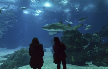 kum köpekbalığı turistlerin göz