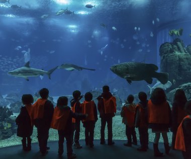 Lisbon oceanarium. okul çocukları tropikal balıklara bak.