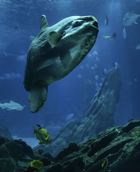 Ein tropischer Mondfisch mola mola — Stockfoto