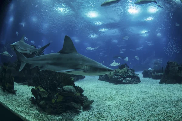 Tiburón gris — Foto de Stock