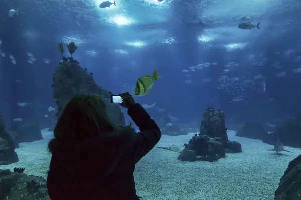 Un turista toma fotos de peces tropicales — Foto de Stock