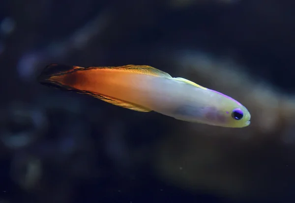 Goby fish — Stock Photo, Image