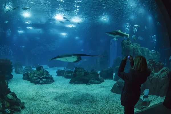 Un turista toma fotos de peces tropicales —  Fotos de Stock