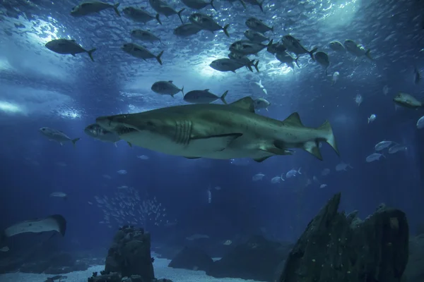 Sand shark — Stock Photo, Image