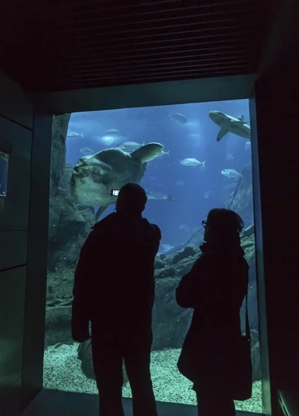 Туристи сфотографувати тропічних moonfish (Mola mola) — стокове фото