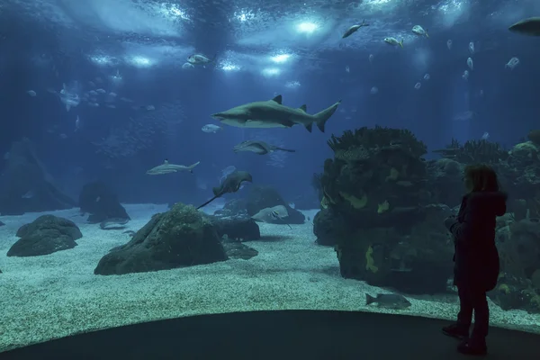 Tourist looks at a sand shark — Stock Photo, Image