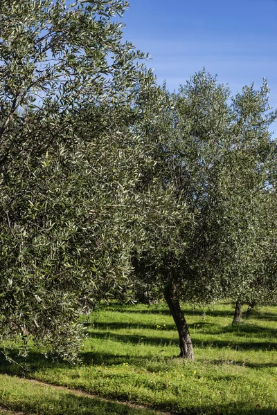 Włochy, Sycylia, wieś, drzewa oliwne — Zdjęcie stockowe
