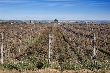 İtalya, Sicilya, ragusa eyaletinde, kırsal, kışın ÜRETIM