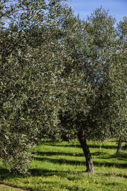İtalya, Sicilya, kırsal, zeytin ağaçları