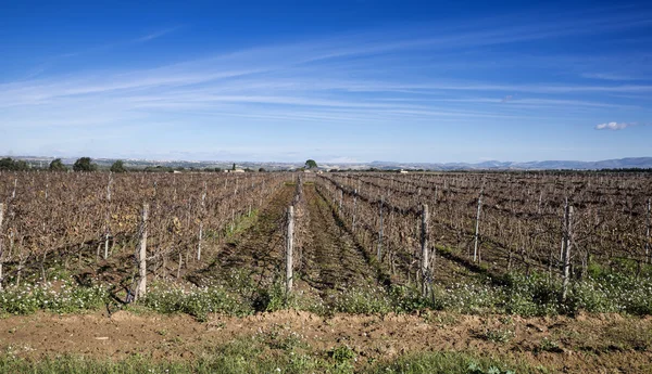 Italië, Sicilië, ragusa provincie, platteland, wineyard in de winter — Stockfoto