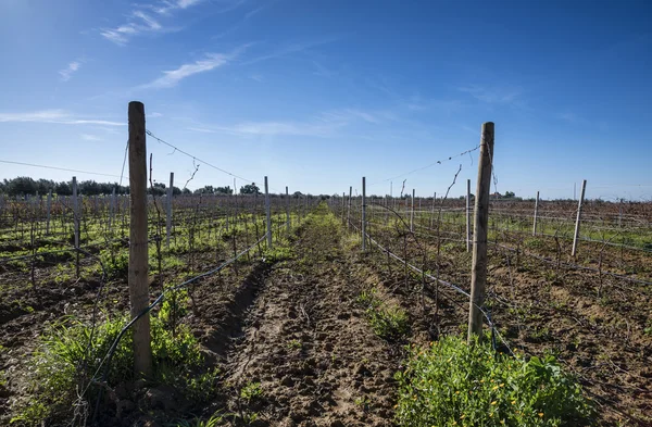 Itália, Sicília, província de Ragusa, zona rural, vinha no inverno — Fotografia de Stock