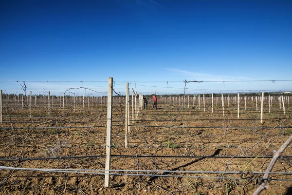 Italia, Sicilia, Provincia de Ragusa, campo, viñedo en invierno —  Fotos de Stock