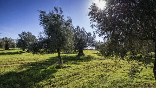 Italy, Sicily, countryside, olive trees — Stock Photo, Image