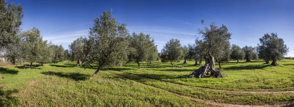 Italy, Sicily, countryside, olive trees — Stock Photo, Image