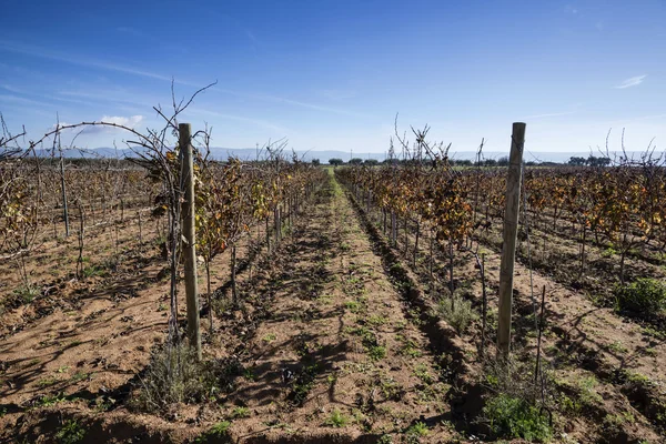 Włochy, Sycylia, prowincji ragusa, wsi, wineyard zimą — Zdjęcie stockowe