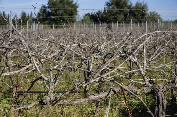 Italië, Sicilië, ragusa provincie, platteland, wineyard in de winter — Stockfoto