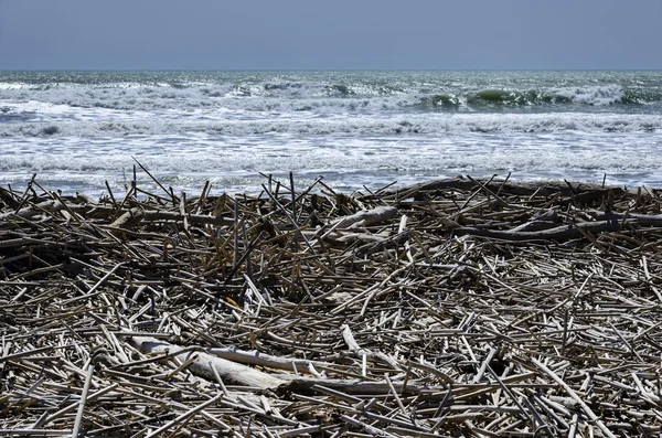 Mer Méditerranée, troncs et cannes portés sur la plage par les vagues de la mer — Photo