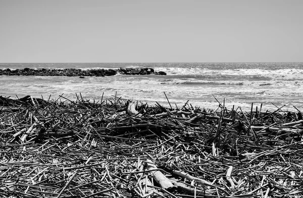 Mediterranean Sea, boles and canes carried on the beach by the sea waves — Stock Photo, Image