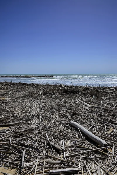 Mediterranean Sea, boles and canes carried on the beach by the sea waves — Stock Photo, Image