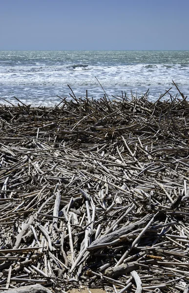 Mediterranean Sea, boles and canes carried on the beach by the sea waves — Stock Photo, Image