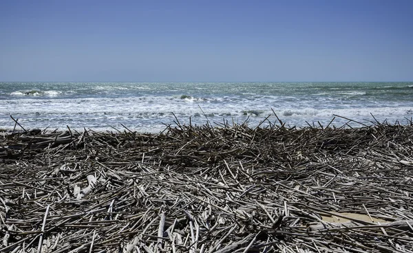 Mediterranean Sea, boles and canes carried on the beach by the sea waves — Stock Photo, Image