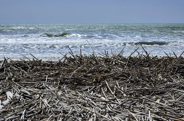 Mediterranean Sea, boles and canes carried on the beach by the sea waves — Stock Photo, Image