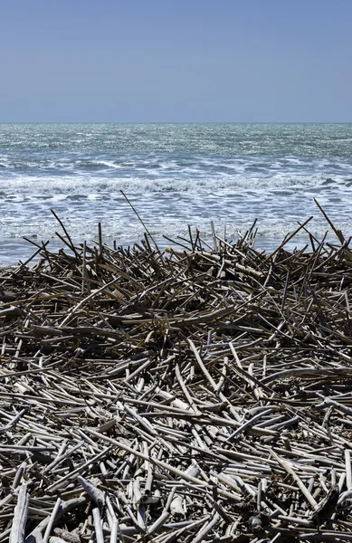 Mediterranean Sea, boles and canes carried on the beach by the sea waves — Stock Photo, Image