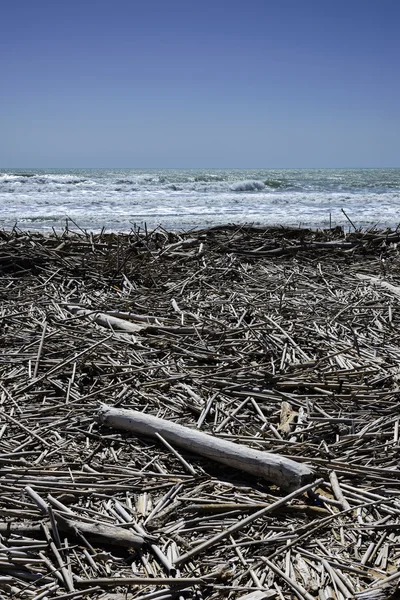 Mediterranean Sea, boles and canes carried on the beach by the sea waves — Stock Photo, Image