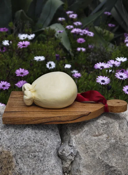 Itália, Sicília, queijo fresco siciliano — Fotografia de Stock