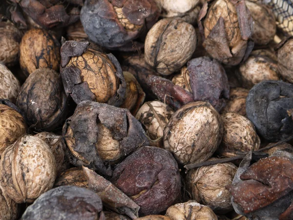 Italia, Sicilia, nueces frescas — Foto de Stock