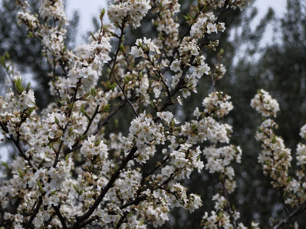 Itálie, Sicílie, krajině, mandlového květu v jarní — Stock fotografie