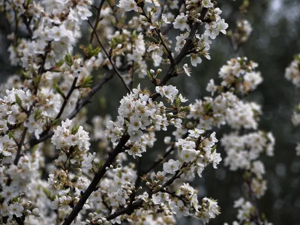 Olaszország, Szicília, vidéken, mandula fa virágzik tavasszal — Stock Fotó