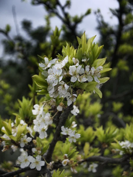 Сицилія, Італія сільській місцевості, мигдальне дерево у краї цвітуть весна — стокове фото