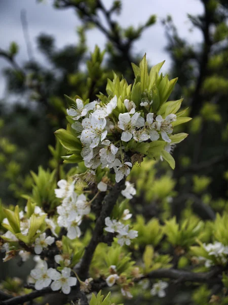 Italy, Sicily, countryside, almond tree blossom in the springtime — Stock Photo, Image