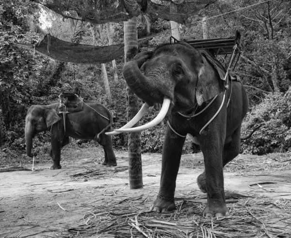 Elefante asiatico — Foto Stock