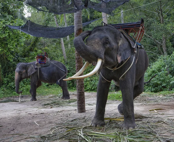 Elefante asiatico — Foto Stock