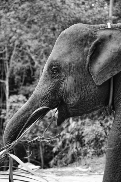 Азиатский слон — стоковое фото