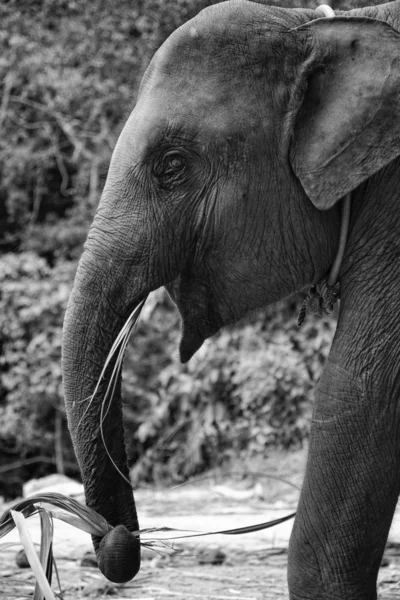 Asiatischer Elefant — Stockfoto