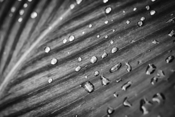 印度甘蔗叶子上的雨滴 — 图库照片