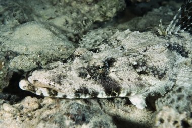 Sudan, Kızıldeniz, UW fotoğraf, timsah balığı