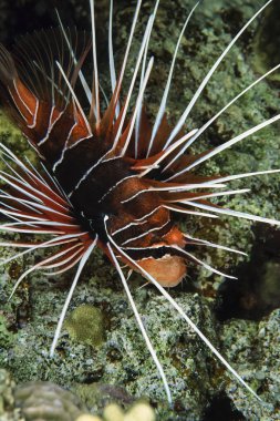 Sudan, Kızıldeniz, u.w fotoğraf, aslan balığı