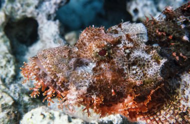 Sudan, Kızıldeniz, UW fotoğraf, tropikal iskorpit