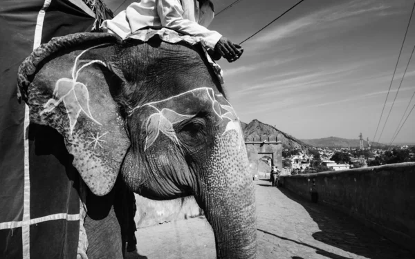 India, Rajasthan, Jaipur, elefante asiatico decorato al Forte di Ambra — Foto Stock