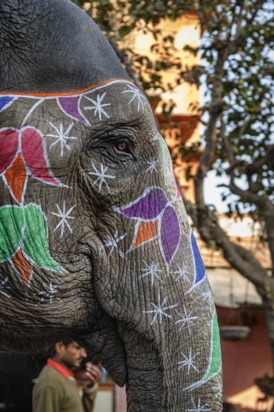 Indie, Radżastan, jaipur, zdobione słoń — Zdjęcie stockowe