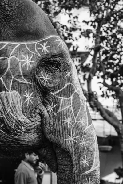 Индия, Раджастхан, Джайпур, украшенный слоном — стоковое фото